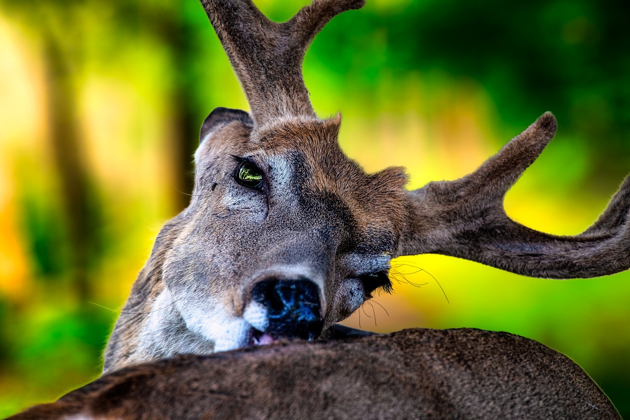 Tips for Bathing and Grooming Small Animals